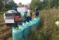 Petani Klaten memanen padi gadu 2025 dengan hasil melimpah. (Dok. Kementan)

