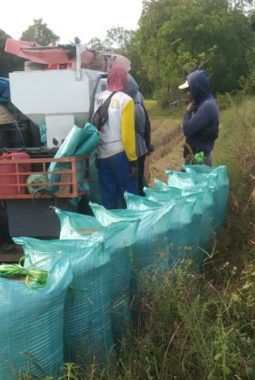 Panen Gadu 2025 Sukses, Stok Beras Januari–September Capai 28 Juta Ton