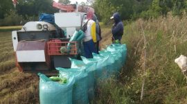 Petani Klaten memanen padi gadu 2025 dengan hasil melimpah. (Dok. Kementan)

