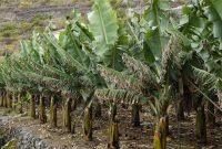 Ribuan Petani Vietnam Terancam Tergusur Proyek Resor dan Golf Donald Trump. (Pixabay.com/Efraimstochter)