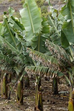 Ribuan Petani Vietnam Terancam Tergusur Proyek Resor dan Golf Donald Trump