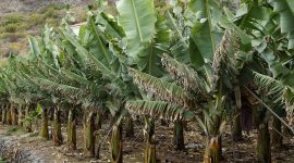 Ribuan Petani Vietnam Terancam Tergusur Proyek Resor dan Golf Donald Trump. (Pixabay.com/Efraimstochter)