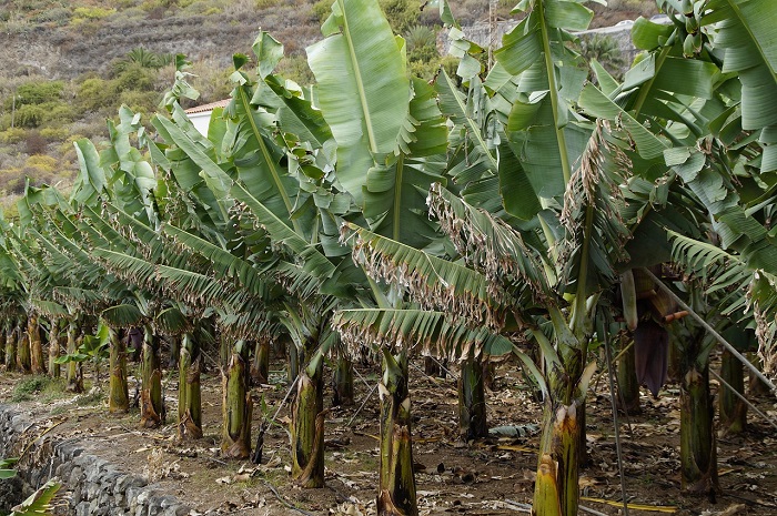 Ribuan Petani Vietnam Terancam Tergusur Proyek Resor dan Golf Donald Trump. (Pixabay.com/Efraimstochter)